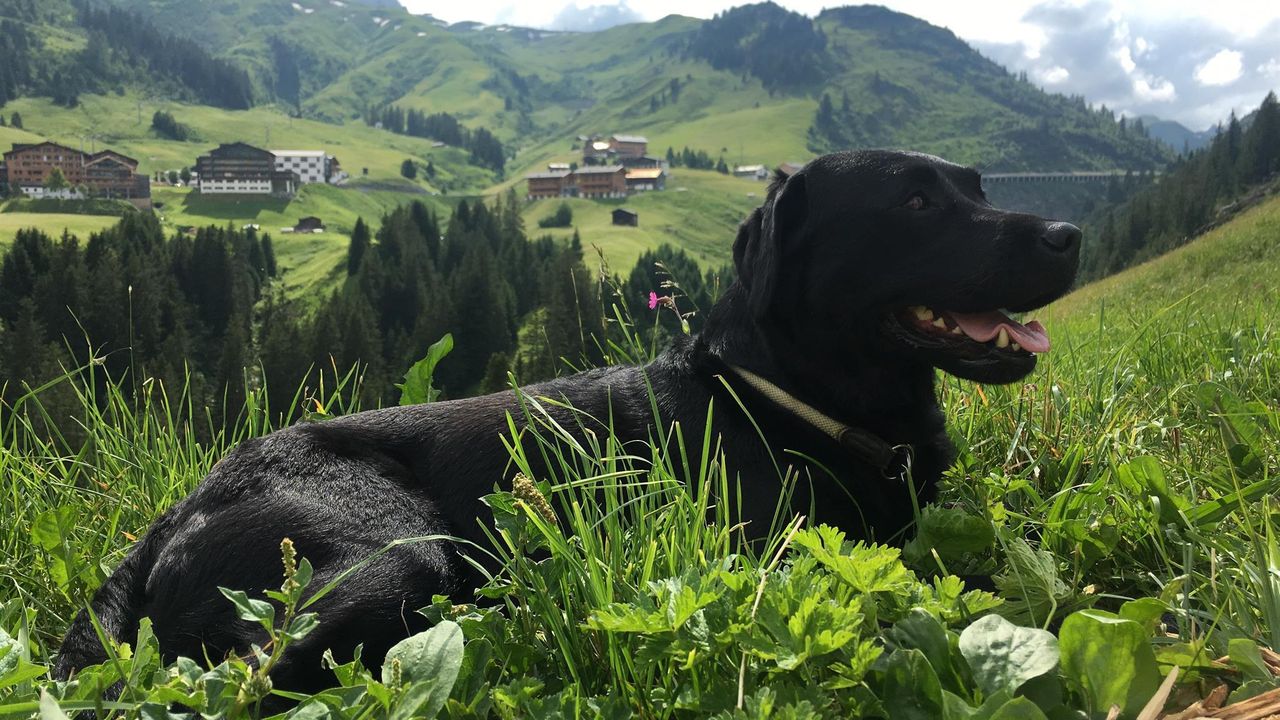 Urlaub mit Hund in den Bergen Urlaub mit Hund in den Bergen
